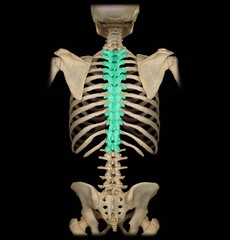 <p>second set of 12 vertebrae; they articulate with the 12 pairs of ribs to form the outward curve of the spine</p>