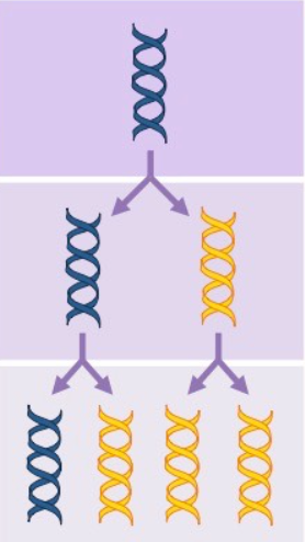 <p>the parental strands direct synthesis of an entirely new double stranded molecule</p><p>the parental strands are fully “conserved”</p>
