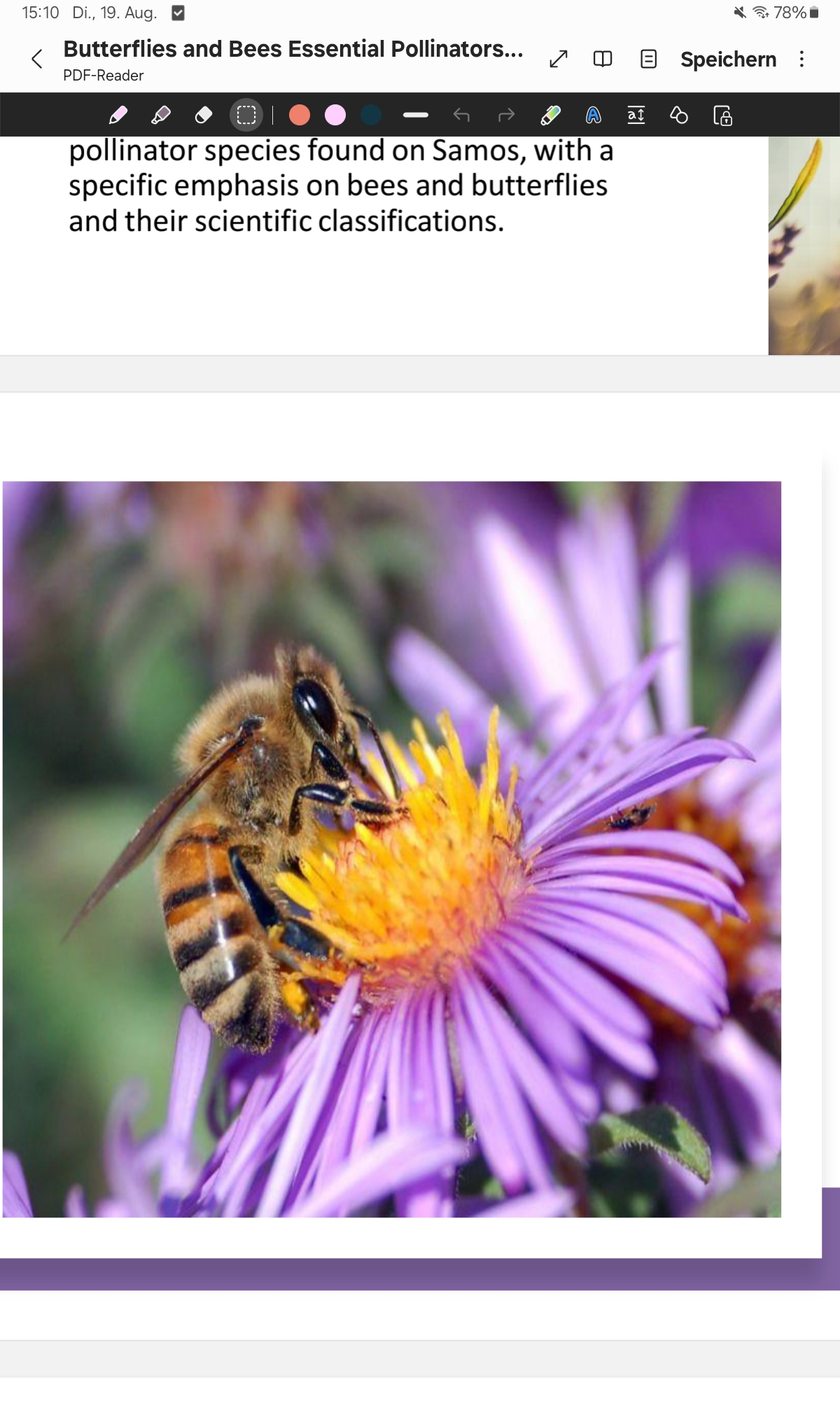 <p> (Apis mellifera) European honeybee; social, colony-living pollinator on Samos; pollinates wildflowers and crops such as olives (Olea europaea) and almonds (Prunus dulcis); produces honey for local farmers.</p>