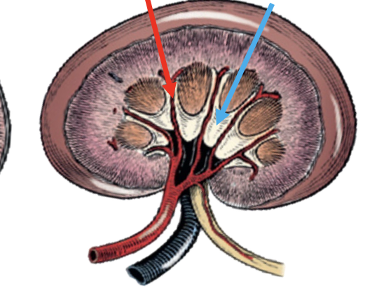 <p>what is the blue arrow pointing to?</p>