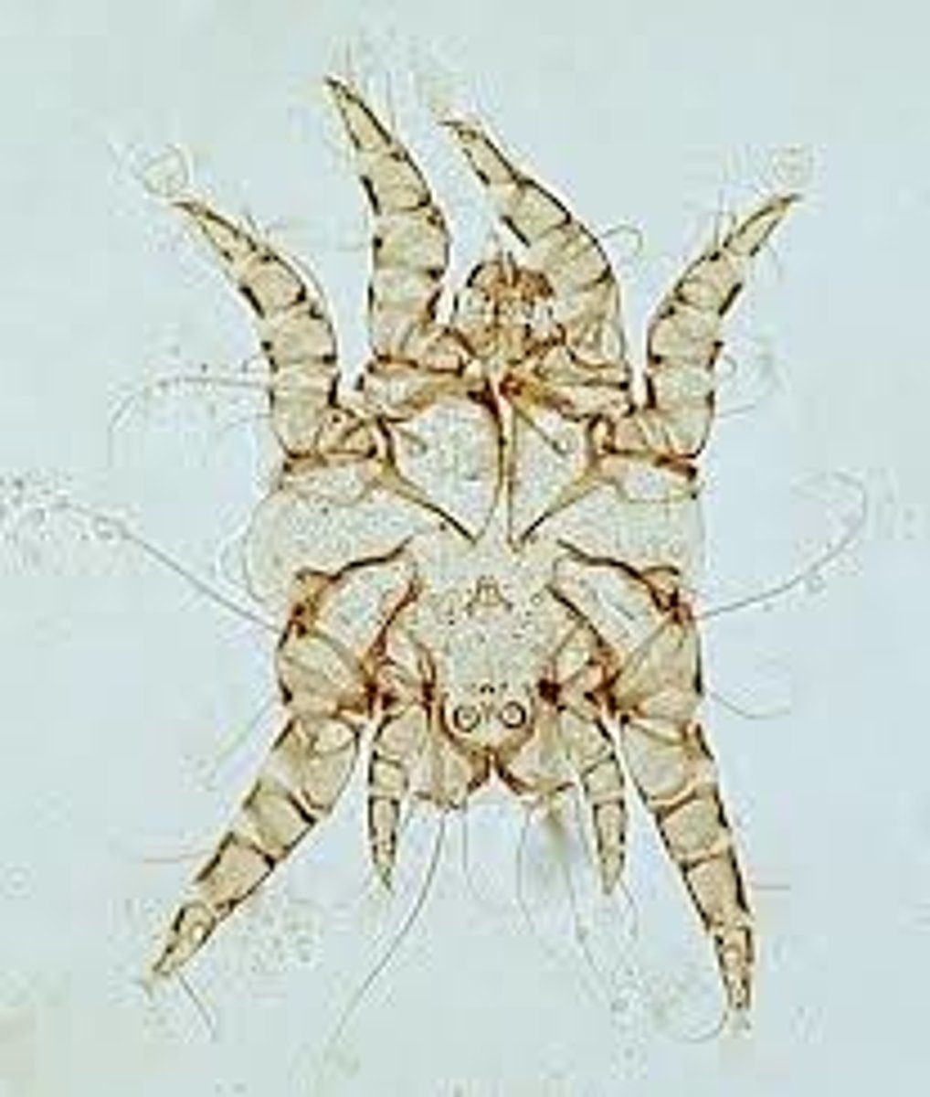<p>what type of mite is shown?</p>