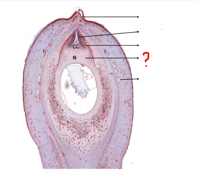 <p>identify the part labeled with a question mark; the central part of an ovule, containing the embryo sac</p>