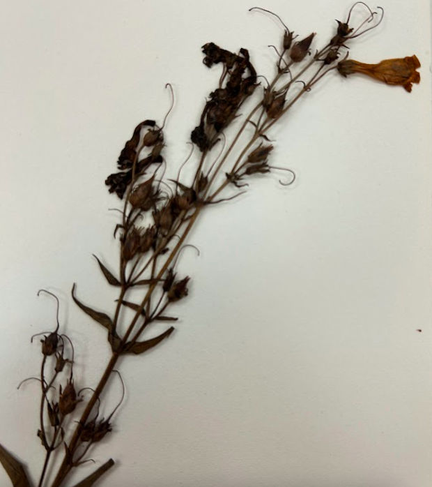 <p>Plantaginaceae</p><p><em>Penstemon</em></p>