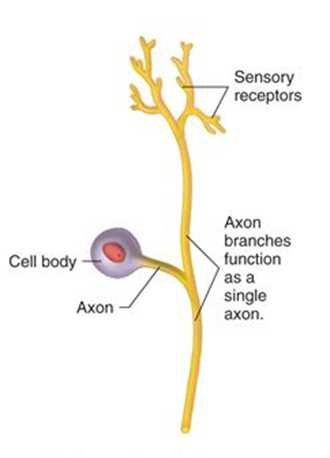 - one process
- found mostly in Sensory receptors 
- No Dendrite