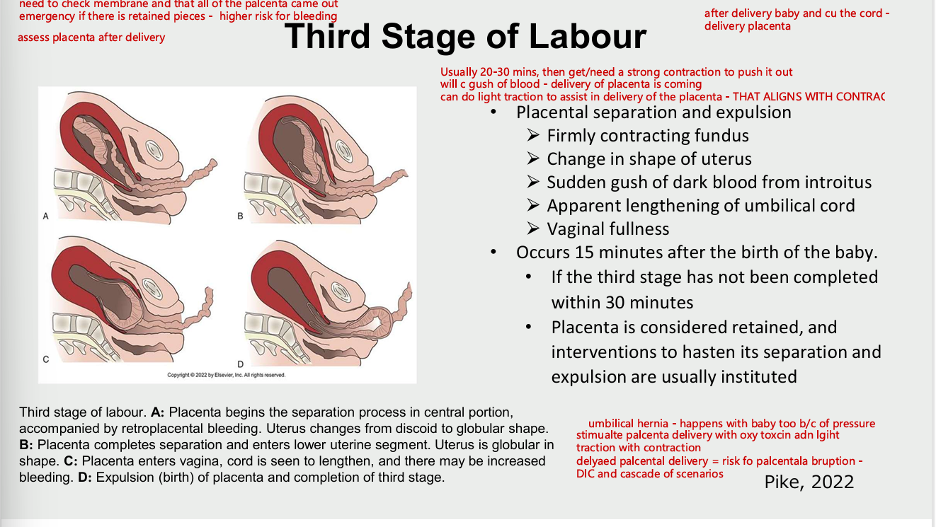 <ul><li><p>placental separation and explusion</p><ul><li><p>firmly contracting fundus </p></li><li><p>change in shape of uterus</p></li><li><p>sudden gush of dark blood form introitus</p></li><li><p>apparent lengthening of umbilical cord</p></li><li><p>vaginal fullness</p></li></ul></li><li><p>occurs 15 mins after birth of baby</p><ul><li><p>if third stage is not completed within 30 mins of </p></li><li><p>placenta considered retained and interventions to ahsten its separation and explusion are initiated</p></li></ul></li></ul><p></p>
