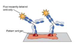 <p>patient antigen is applied to a slide and a fluorescent-labeled antibody attaches</p>
