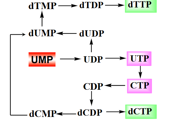 <p>Summary of Pyrimidine Biosynthesis</p>