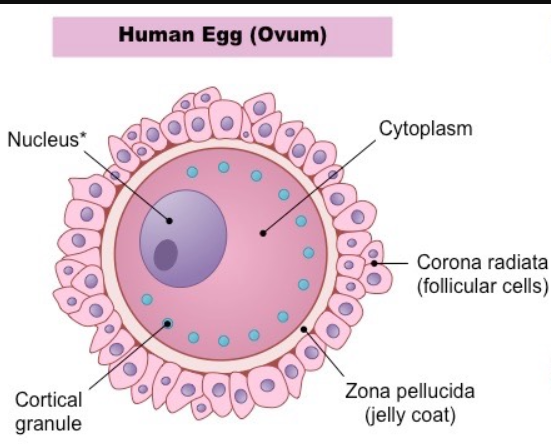 <p>How are egg cells adapted to their functions?</p>