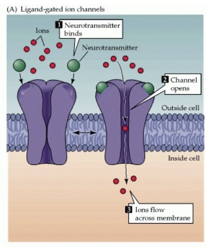 <p>ligand binds to them and then they open </p><ul><li><p>Excitatory (EPSPs - lets Na or K into cell) and inhibitory (IPSPs - lets chloride into cell)</p></li><li><p>common for <strong>glutamate</strong></p></li></ul><p></p>