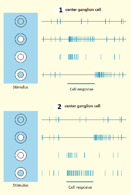 <p>1 and 2</p>
