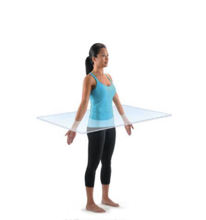 <p>Transverse (horizontal) plane </p>