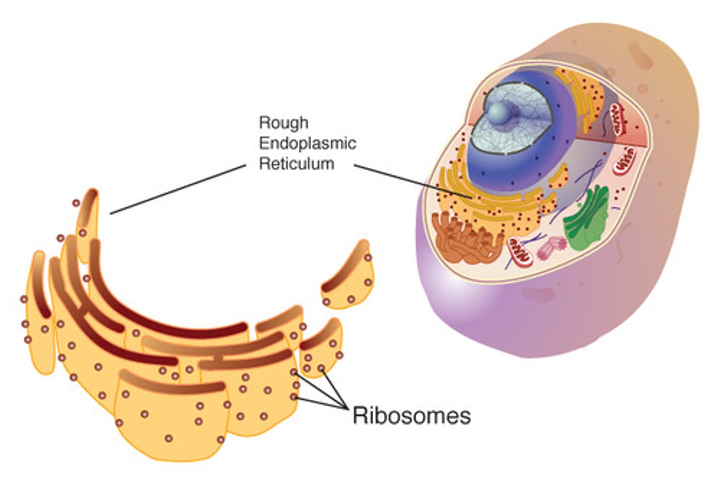 <p>cell organelle consisting of RNA and protein found throughout the cytoplasm in a cell; the site of protein synthesis</p>