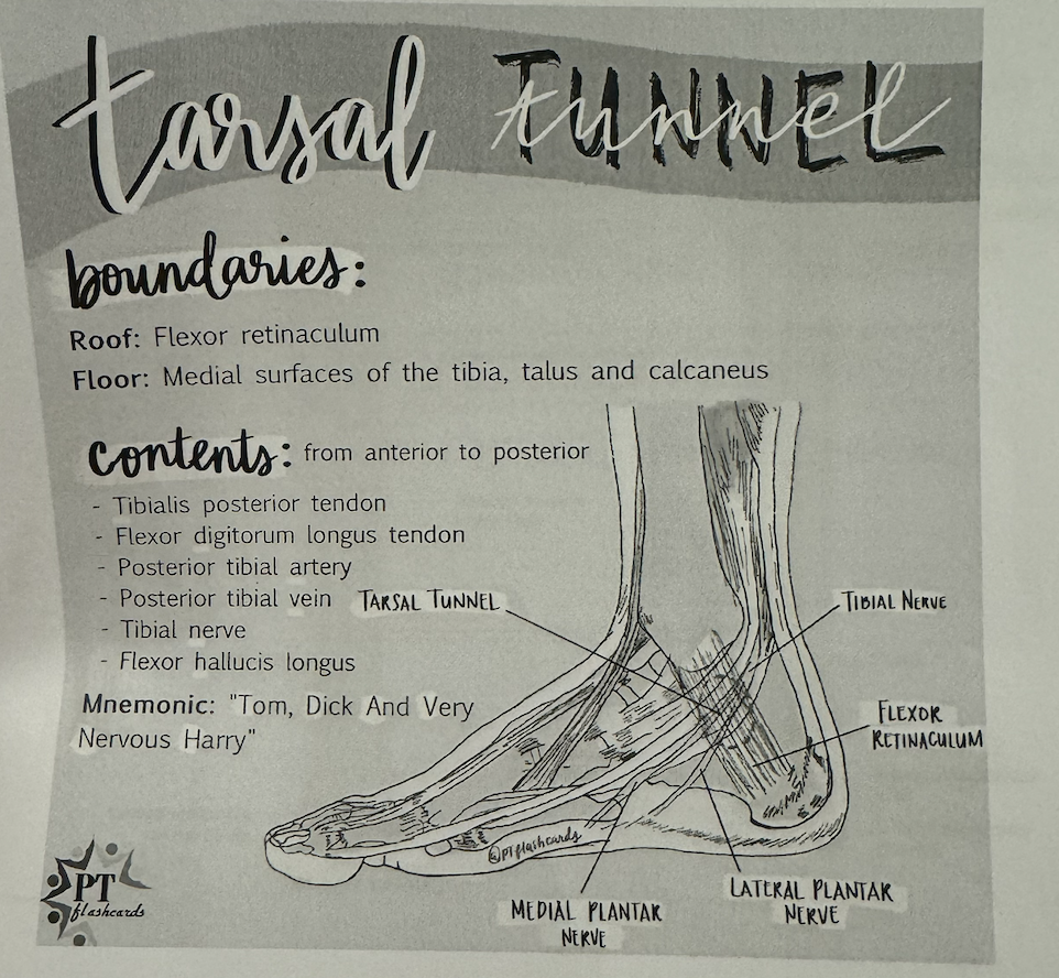 <ul><li><p>“tarsal tunnel”</p></li><li><p>blood supply to the foot (in order from closer to the big toe —&gt; closer to the heel) </p><ul><li><p>T:<strong> T</strong>ibialis posterior tendon</p></li><li><p>D: flexor <strong>D</strong>igitorum longus tendon</p></li><li><p>A: posterior tibial <strong>A</strong>rtery </p></li><li><p>V: posterior tibial <strong>V</strong>ein </p></li><li><p>N: tibial <strong>N</strong>erve</p></li><li><p>H: flexor <strong>H</strong>allucis longus </p></li></ul></li></ul><p></p>