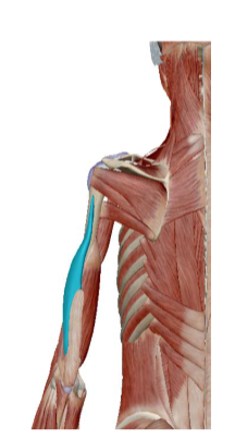 <p>Musculus Triceps Brachii <strong>caput laterale </strong></p>