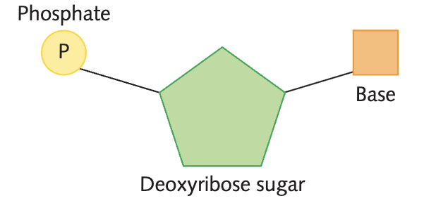 <p>deoxyribose for DNA </p><p>ribose for RNA</p>