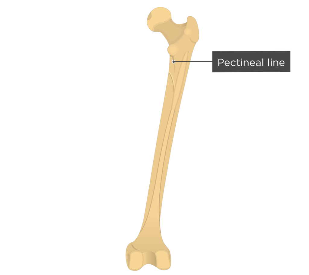 <p>Ridge along a bone where a muscle attaches</p>