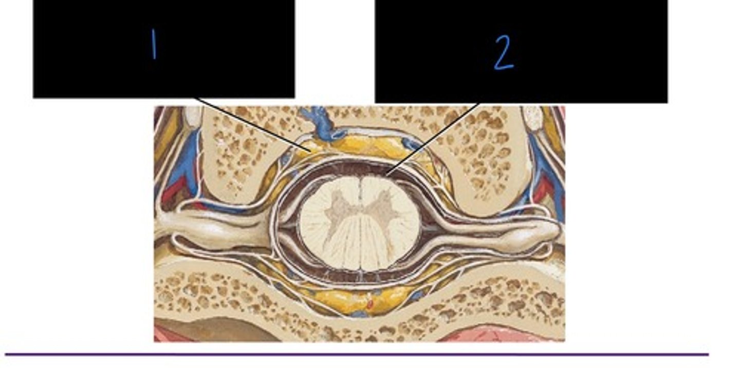 <p>what is image 1?</p>