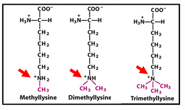 <p>methylation retains positive charge on <strong>lysine</strong>/<strong>arginine</strong></p><p>can activate or silence, typically closed chromatin</p><p>bind sites for enzyme</p>
