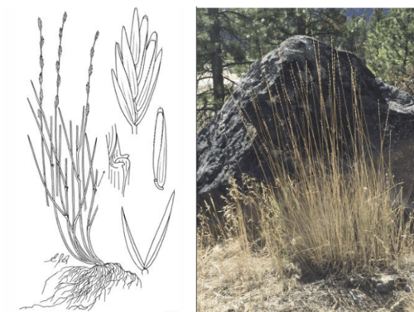 <p>What genus has these characteristics? </p><p>- spikelets held close to stem</p><p>- spikelets spaced out along spike</p><p>- ligule and auricles obvious</p><p>- stems clearly jointed</p>