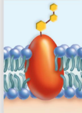 <p>KIND OF PROTEIN:<span>the MHC (major histocompatibility. complex) <strong>glycoproteins </strong>are different for each person, so organ transplants are difficult to achieve. Cells with foreign MHC glycoproteins are attacked by white blood cells responsible for immunity.&nbsp; </span></p>
