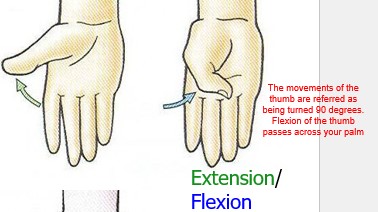 <p>The movements of the thumb are referred as being turned 90 degrees. Flexion of the thumb passes across your palm</p>