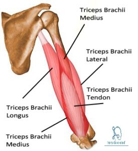<p>From the *infraglenoid tubercle of scapula → joins lateral & medial heads → inserts on olecranon* of ulna.</p>