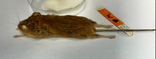 <p>Common Name?</p><p>Family?</p><p>scientific name?</p>