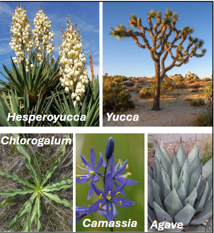<p>Agavaceae</p>
