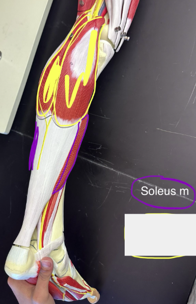 <p>Soleus muscle</p>