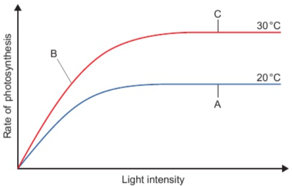 <p>changing supply of limiting factor changes rate of photosynthesis</p><p>in graph:</p><ul><li><p>lower line levels off - temp. is limiting factor</p></li><li><p>increase temp. - higher rates of photosynthesis (upper line)</p></li></ul><p></p>