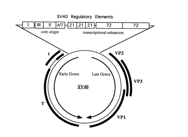 <p>e.g <strong>SV40 and polyoma virus</strong></p><ul><li><p>organised as minichromosomes</p></li></ul><p>what do they have→ only the control elements for their own replication:</p><ol><li><p>origin sequences</p></li><li><p>initiator protein</p></li></ol><p></p>