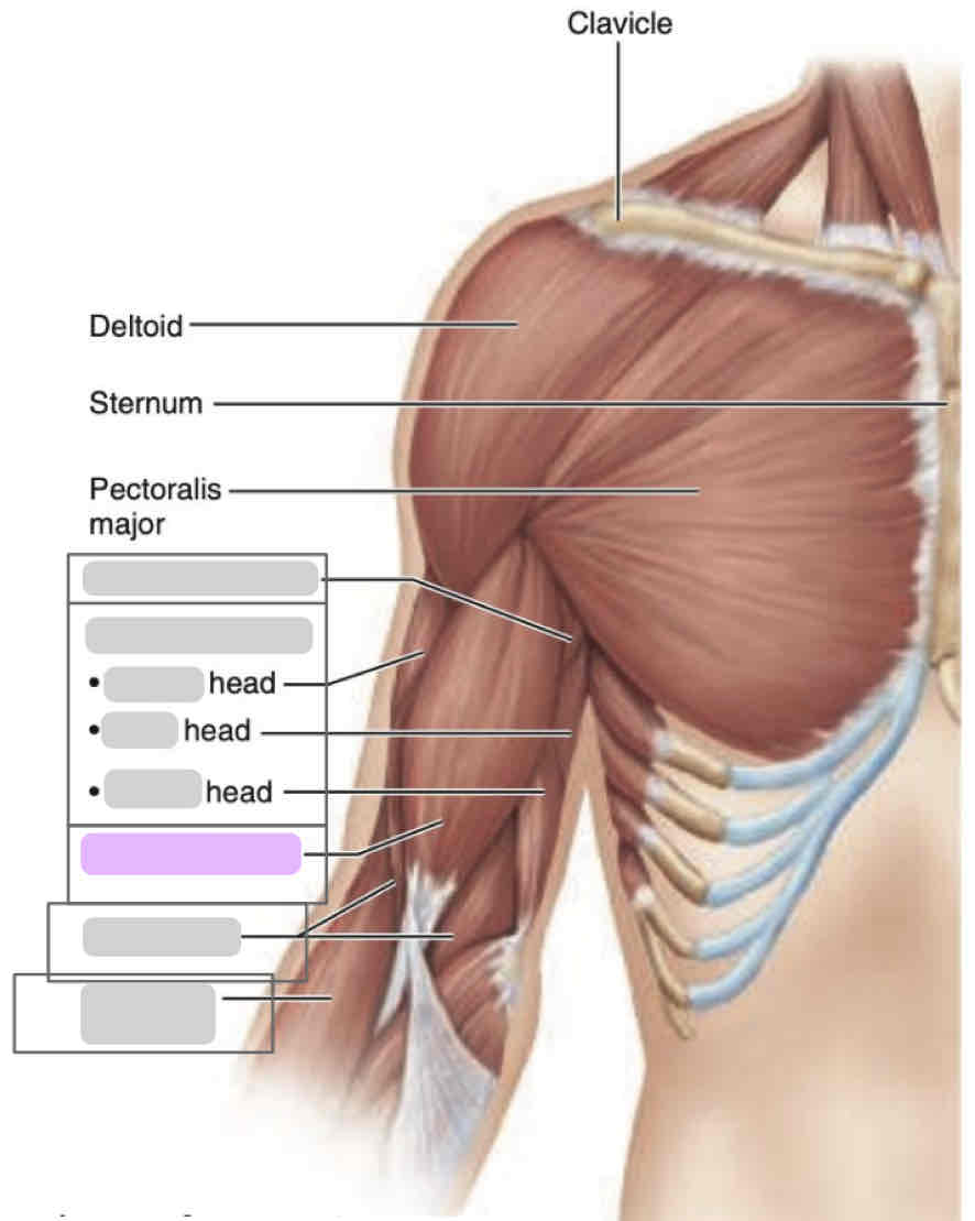 <p><span>Anterior arm (superficial)</span></p>
