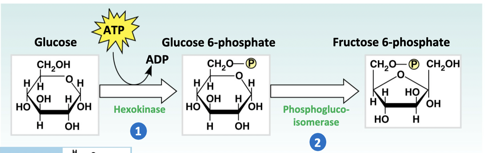 <ol><li><p>To trap glucose in the cell (Glucose-6-Phosphate can’t leave the cell).  It is the first step in converting glucose into gylcogen. (first step of glycolysis)</p></li><li><p>Both are precursors for glycogen synthesis.</p></li></ol>