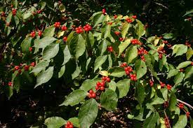 Honeysuckle