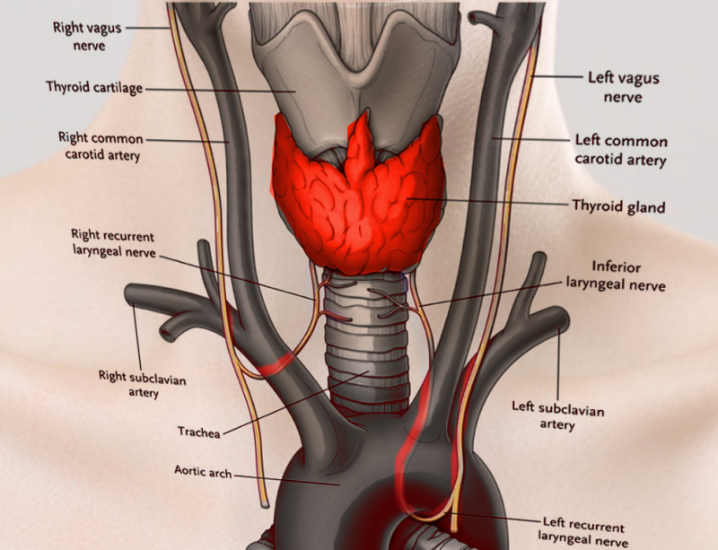 <p>Name the right recurrent laryngeal n.</p>