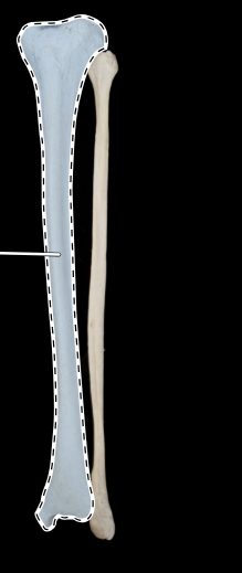 <p>Articulated tibia and fibula, anterior view</p>