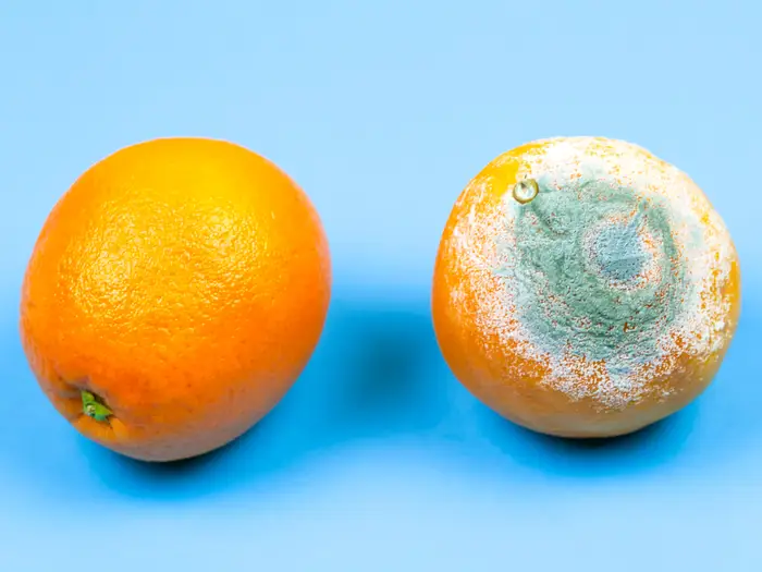 <p>What Phylum does the picture belong to?</p>