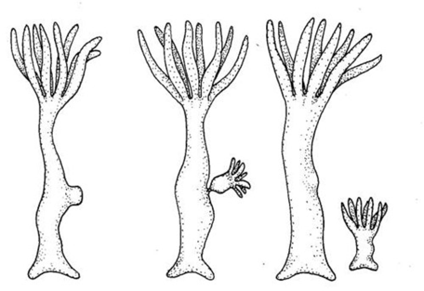<p>a single parent produced offspring identical to the parent</p>