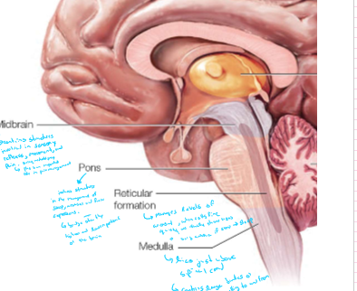 Controls life sustaining functions of the *autonomic nervous system*, including breathing, digestion, heartbeat, etc.