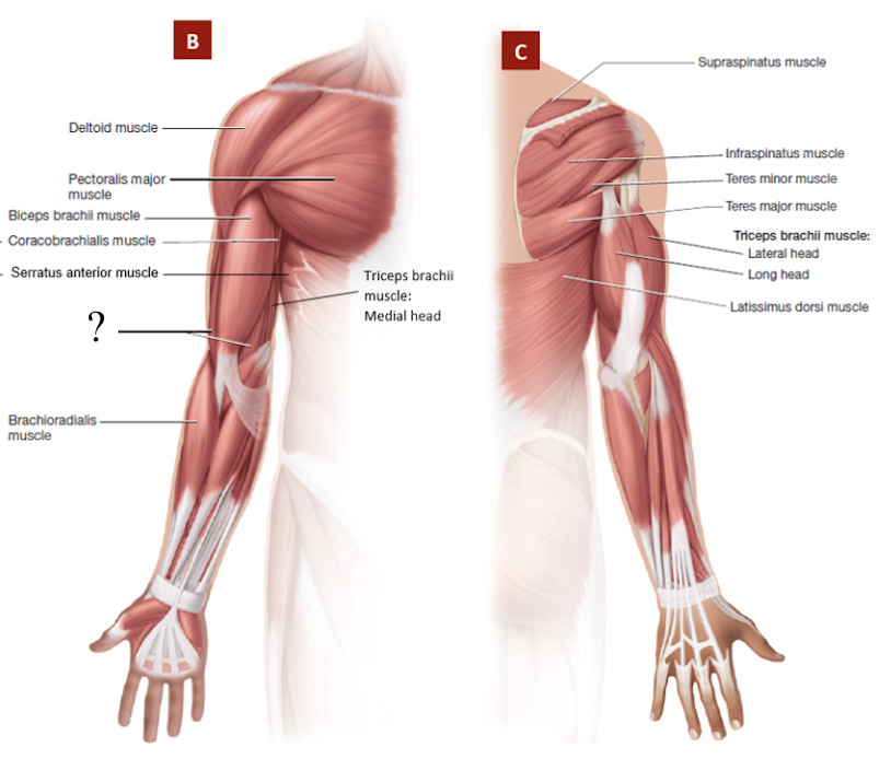 <p>deep to biceps brachii muscle on anterior side </p><ul><li><p>prime mover of elbow flexion</p></li></ul><p></p>