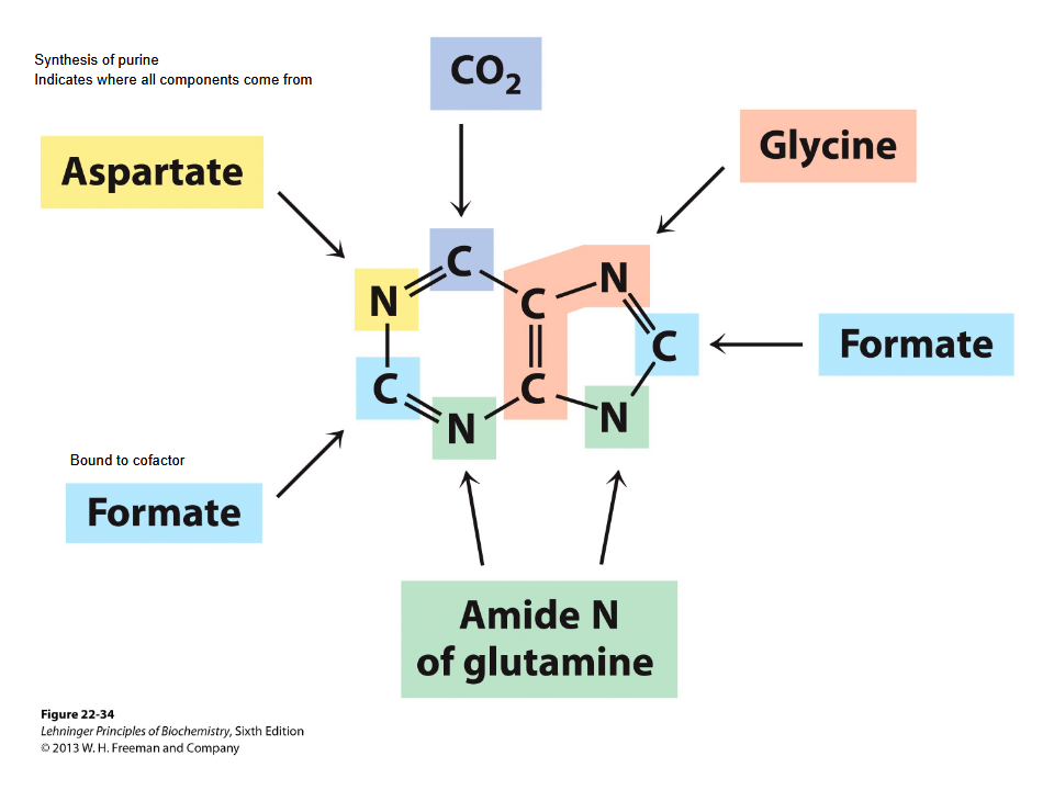 <p>SYnthesis of nucleotides- 2 pathways</p>