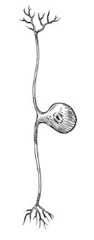 <p>-single short process from cell body → 1 axon</p><p>-one side of axon in peripheral direction (to PNS), one side in central direction (to CNS)</p><p>→ sensory neurons</p>