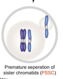 <p>three chromatids end up in what will become the ovum and the one polar body (that should have a pair of sister chromatids) only has one chromatid. One pair of sister chromatids separated too early and creates a trisomy.</p>