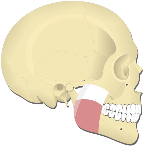What is this muscle?