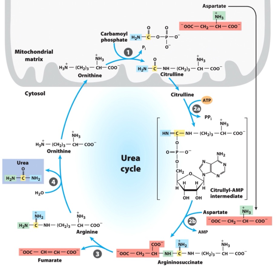 <p>Nitrogen from carbamoyl phosphate enters urea cycle.</p><ul><li><p>Enzyme 1: _ , only rxn in mitochondria</p></li><li><p>Enzyme 2: _ , adenylates citrulline to allow attack from Asp</p></li><li><p>Enzyme 3: _, generates Arg, releases fumarate</p></li><li><p>Enzyme 4: _, generates urea, regnerates ornithine</p></li></ul><p></p>