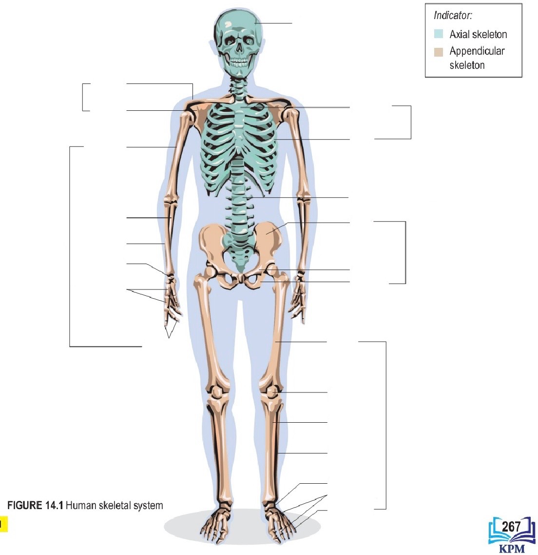 <ol><li><p>Skull </p></li><li><p>Clavicle 锁骨</p></li><li><p>Scapula 肩胛骨</p></li><li><p>Humerus 大臂的骨</p></li><li><p>Ulna 小臂旁边的骨</p></li><li><p>Radius 小臂的骨</p></li><li><p>Carpus 腕骨</p></li><li><p>Metacarpals 掌骨</p></li><li><p>Phalanges 指甲的骨</p></li><li><p>Sternum 胸骨</p></li><li><p>Ribs 一条条</p></li><li><p>Vertebral column 脊椎骨</p></li><li><p>ilium 髋骨</p></li><li><p>Pubis 连着髋骨的</p></li><li><p>ischium 那个洞</p></li><li><p>Femur 大腿的骨</p></li><li><p>Patella 大腿和小腿之间的球</p></li><li><p>Tibia 小腿的骨</p></li><li><p>Fibula 旁边小腿的骨</p></li><li><p>Tarsals 跗骨（像腕骨）</p></li><li><p>Metatarsals 脚掌骨</p></li><li><p>Phalanges 指甲的骨</p></li></ol><p></p>