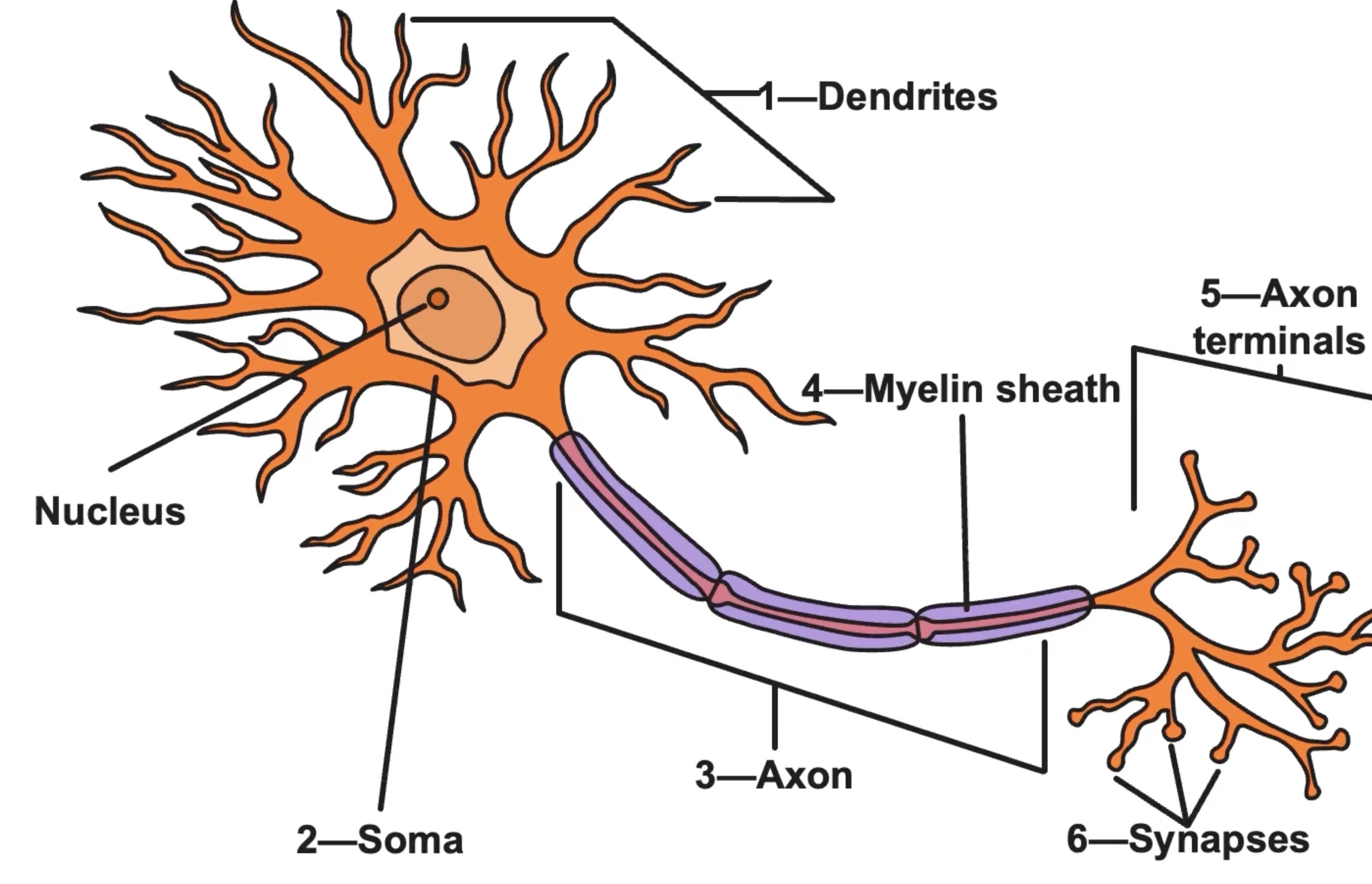 <p>What does the myelin sheath do?</p>