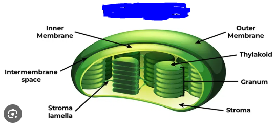 <p>Specialized organelles that carry out photosynthesis in plant cells.</p>