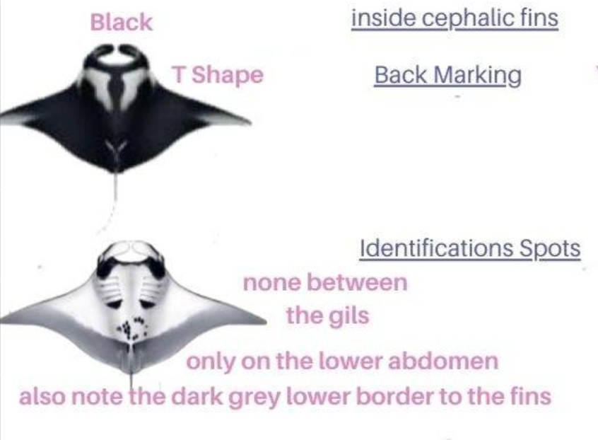 <p class="has-focus">Mobulidae family</p><p class="has-focus">primarily consume zooplankton such as copepods, euphausiids, and mysid shrimp, but also eat small and moderately sized fish.</p><p>massive diamond-shaped bodies and long, wing-like side fins, thsi species is larger, and they have a darker black-grayish topside with more dark on their underside and around the cephalic fins (the fins around thier large mouth)</p>