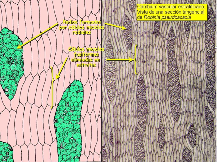 <p>Iniciales fusiformes dispuestas en filas horizontales, sus extremos se situan al mismo nivel</p>